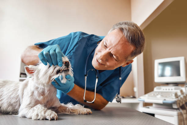 Best Emergency Broken Tooth Repair in Loudoun Lley Estates, VA